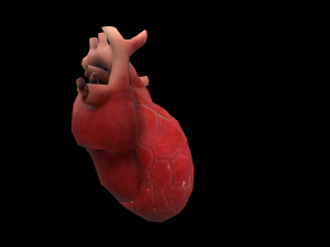 heart medical science low-poly 3D Model