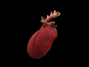 heart medical science low-poly 3D Model
