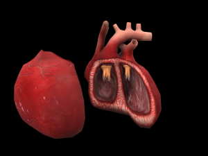 heart medical science low-poly 3D Model