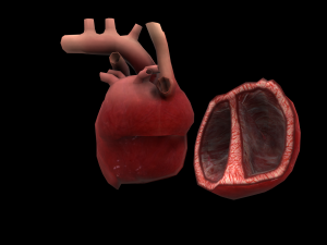 heart medical science low-poly 3D Model