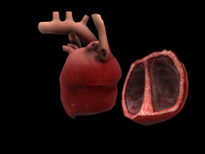 heart medical science low-poly 3D Model