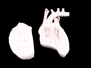 heart medical science low-poly 3D Model