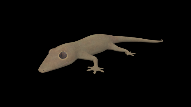 lizard gecko animal low-poly 3D Model .c4d .max .obj .3ds .fbx .stl .blend 