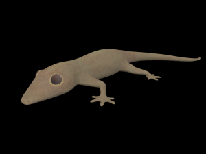 lizard gecko animal low-poly 3D Model