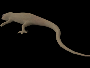 lizard gecko animal low-poly 3D Model
