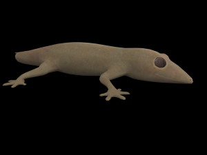 lizard gecko animal low-poly 3D Model