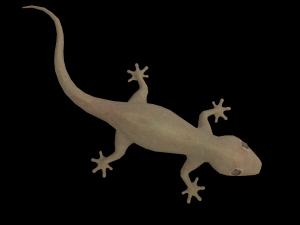 lizard gecko animal low-poly 3D Model