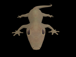 lizard gecko animal low-poly 3D Model