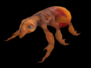 fleas insect tick louse low-poly 3D Model