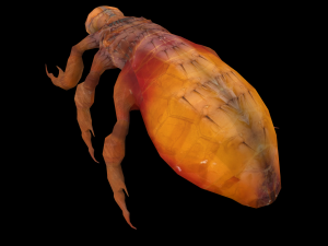 fleas insect tick louse low-poly 3D Model