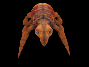 fleas insect tick louse low-poly 3D Model