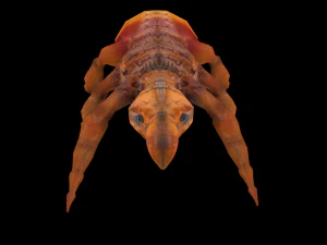 fleas insect tick louse low-poly 3D Model