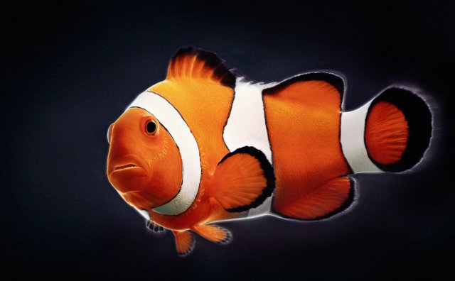 clownfish 3D 모델 .c4d .max .obj .3ds .fbx .stl .blend 