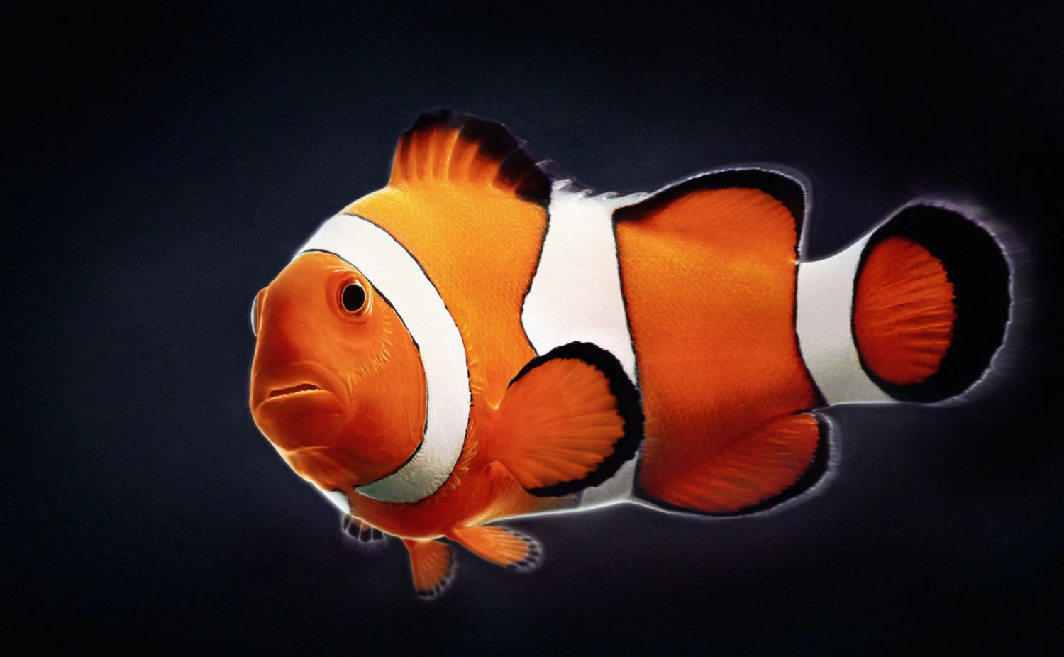 clownfish 3D Model .c4d .max .obj .3ds .fbx .stl .blend