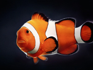 clownfish 3D Model