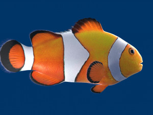 clownfish 3D 모델