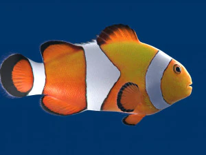 clownfish 3D Model