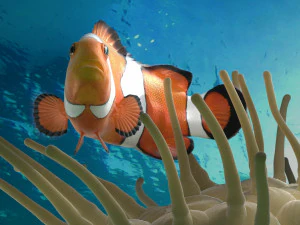 clownfish 3D Model