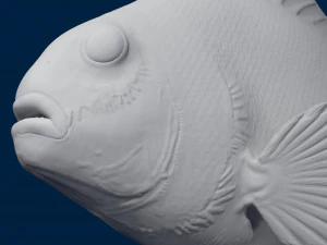 clownfish 3D Model