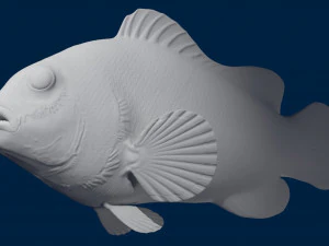 clownfish 3D Model