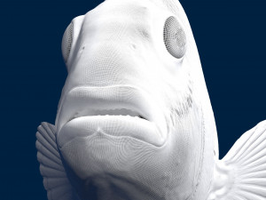 clownfish 3D 모델