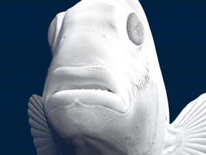 clownfish 3D Model