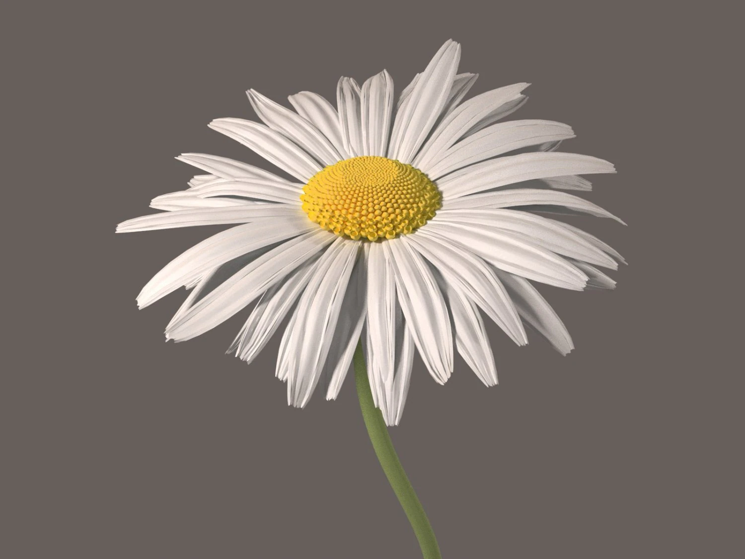 daisy flower 3D Model .c4d .max .obj .3ds .fbx .stl .blend