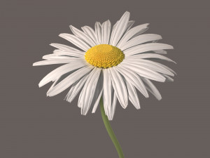 daisy flower 3D Model