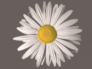 daisy flower 3Dモデル