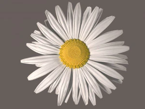 daisy flower 3D Model