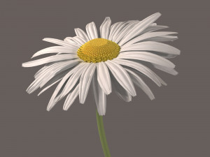 daisy flower 3Dモデル