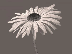 daisy flower 3D Model