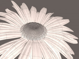 daisy flower 3Dモデル