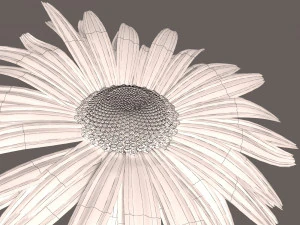 daisy flower 3D Model