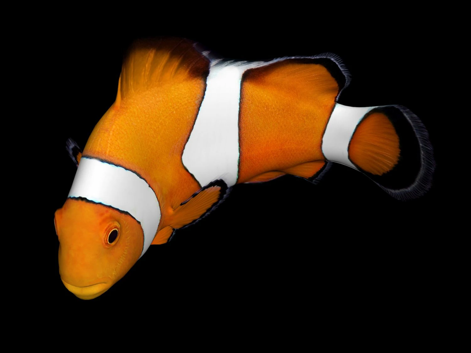 clownfishlowpolyversion 3D Model .c4d .max .obj .3ds .fbx .stl .blend