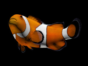 clownfishlowpolyversion 3D Model