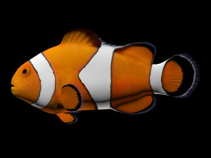 clownfishlowpolyversion 3D Model