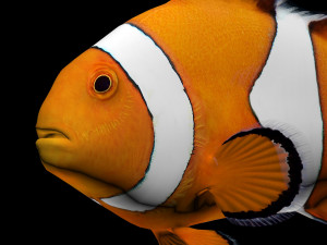 clownfishlowpolyversion 3D Model