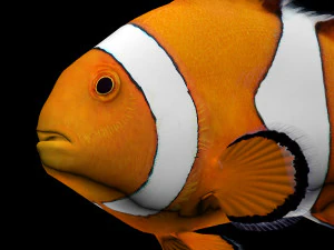 clownfishlowpolyversion 3D Model