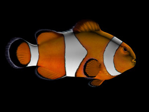 clownfishlowpolyversion 3D Model