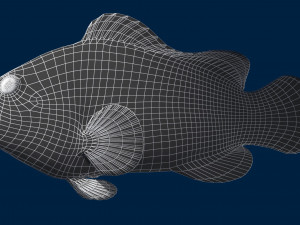 clownfishlowpolyversion 3D Model