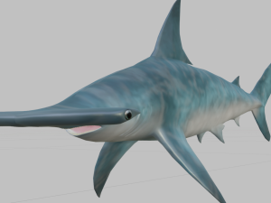 hammerhead 3D-Modell