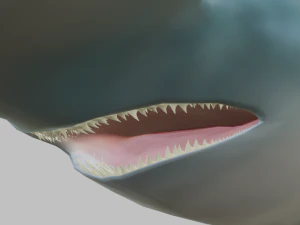 hammerhead 3D Model