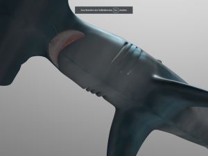 hammerhead 3D 模型