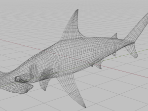 hammerhead 3D 模型