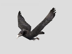 crow 3D Model