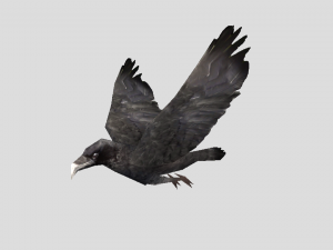 crow 3D 모델