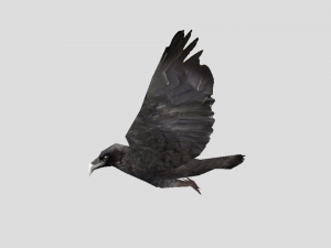 crow 3D 모델