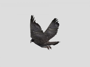 crow 3D 모델