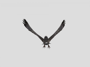 crow 3D 모델
